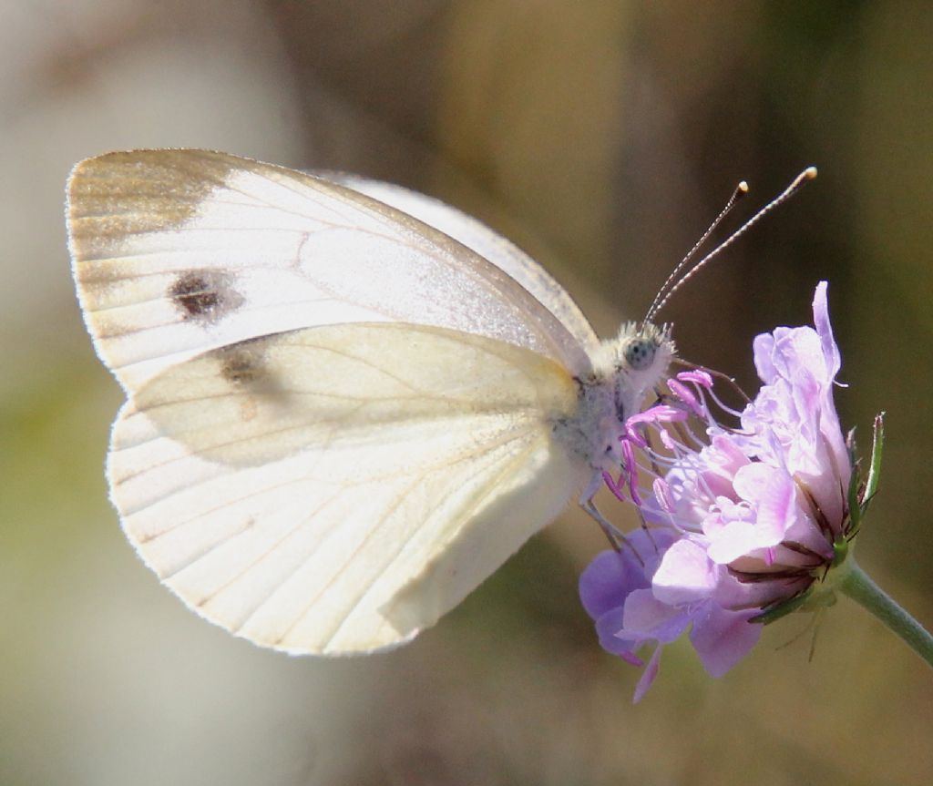 Pieris mannii? No, Pieris napi